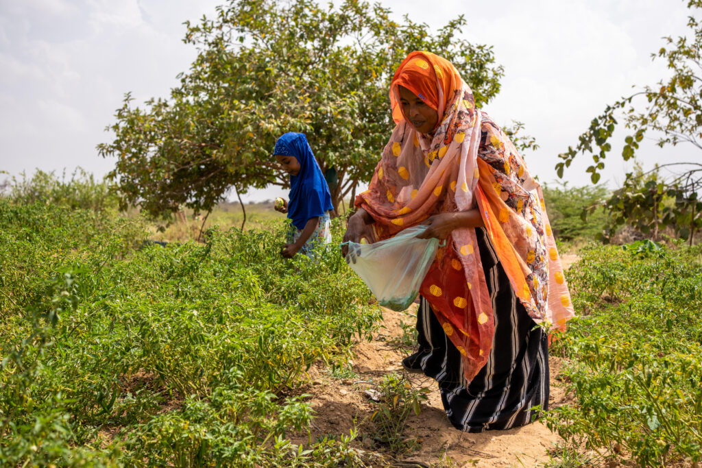 women working in fields
